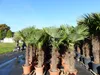 gruenwaren: XXXL 220-250 cm, Stamm 80 cm, Trachycarpus Produktbild-Vorschau 4