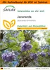 SAFLAX Garden in the bag - Jacaranda - Jacaranda Produktbild-Vorschau 1