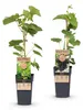 Green boutiQ - Obstpflanze - Vitis vinifera Himrod - Produktbild-Vorschau 2