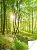 MuchoWow® Poster Natur - Bäume - Wald - Grün - Sonnenlicht Produktbild-Vorschau 1