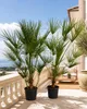 2 ks trpasličí palmy 160–200 cm – Chamaerops humilis, Náhled obrázku produktu 3