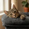 Árbol para gatos Relaxdays, con 2 escondites y juguetes, Vista previa de la imagen del producto 7
