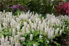Stauden Gänge 3 x Tiarella wherryi - Schaumblüte - Der Produktbild-Vorschau 1