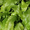 Asplenium scolopendrium kapradina jelení 24 rostlin Ø 9 cm Náhled obrázku produktu 1