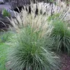 Stauden Gänge 3 x Miscanthus sinensis 'Adagio' im 1 Liter Produktbild-Vorschau 2