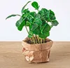 Planten Terrarium Paket - Jungle 5 - Coffea - Varen - Palm Produktbild-Vorschau 4