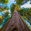 Graines de Sequoia Sempervirens - Lot de 10 - Graines Voir les images du produit 6