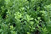 Stauden Gänge 100 x Ilex crenata 'Caroline Upright' - Produktbild-Vorschau 4