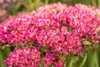 Sedum telephium 'Herbstfreude', Fetthenne, rosa Blüten, ca. Produktbild-Vorschau 10