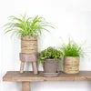 3x Mieszanka przyjazna zwierzętom - Cyperus - Chlorophytum Podgląd zdjęcia produktu 2