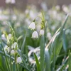 Nivéole d'été - Set de 20 - Leucojum aestivum - Bulbes à Voir les images du produit 5