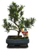 Bonsaj tisovec velkokvětý - Podocarpus macrophyllus - cca. Náhled obrázku produktu 1