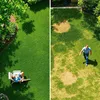 Graines de gazon avec micro-trèfle Pipolina, 10 kg pour 400 Voir les images du produit 14