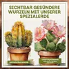 Green Home Kakteen & Sukkulenten Erde 72 L – mit Perlit, Produktbild-Vorschau 6