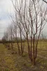 Prunus serrula - Ciliegio mogano. 60-80 cm - In contenitore Anteprima dell’immagine prodotto 3
