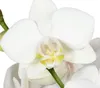 Dehner Schmetterlingsorchidee, zweitriebig, weiße Blüten, Produktbild-Vorschau 2