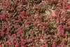 Stauden Gänge 1 x Acaena microphylla ’Kupferteppich’ - Produktbild-Vorschau 3