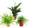Trio de plantes d'intérieur "Purificateur d'air" - Set de Náhled obrázku produktu 1