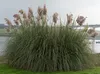 A large pampas grass plant with pink plumes stands in a grassy area near a body of water with a bridge in the background. Produktbild-Vorschau