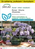 SAFLAX - Zestaw do uprawy - Bonsai - Glicynia Afrykańska - Podgląd zdjęcia produktu 1