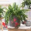 Plante rouge à lèvres - Aeschynanthus pulcher - Hauteur Voir les images du produit 5