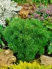 Pinus mugo 'Mini Mops', Bergkiefer, kompakt, 30–40 cm Produktbild-Vorschau 5