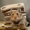2 x Hamsterball, Laufkugel für Hamster & Mäuse, Bewegung, Produktbild-Vorschau 5