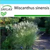 SAFLAX Dárková sada - Čínský rákos - Miscanthus sinensis - Náhled obrázku produktu 5