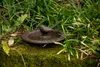 Bain d'oiseaux en fonte Cadran solaire Voir les images du produit 10