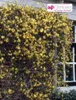 A climbing plant with yellow flowers growing on a brick wall next to a window. Produktbild-Vorschau