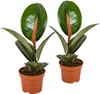 Bloomique - Lot de 2 - Ficus Elastica Robusta - Caoutchouc Voir les images du produit 1