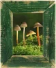 A vintage-style wooden picture frame with a distressed green finish, showcasing a natural scene of mushrooms growing on moss. Voir les images du produit