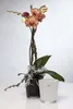 Glas Orchideentopf Blumentopf ORCHID schwarz H. 13,5cm D. Produktbild-Vorschau 2