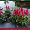 Stauden Gänge 3 x Astilbe arendsii 'Astary Red' im 0,5 Produktbild-Vorschau 4