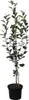 A potted young apple tree with green leaves and brown branches, supported by two wooden stakes, against a white background. Produktbild-Vorschau