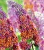 BALDUR Garten 2er Sommerflieder-Sortiment, Pflanzen im Produktbild-Vorschau 4