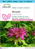 SAFLAX Ensemble-cadeau - Monarde - 20 graines - Monarda Voir les images du produit 1
