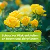 Protect Garden Curamat Plus Rosen-Pilzfrei AF 1 l Produktbild-Vorschau 9