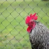 A close-up of a rooster's head behind a green wire fence. Produktbild-Vorschau