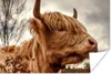 MuchoWow® Poster Scottish Highlander - Strauch - Heidekraut Produktbild-Vorschau 1