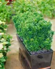 Euonymus japonicus 'Green Rocket', Spindelstrauch, ca. 9x9 Produktbild-Vorschau 2