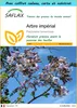SAFLAX Ensemble-cadeau - Arbre impérial - 200 graines - Voir les images du produit 1