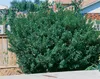 Ilex meserveae 'Blue Prince', Stechpalme, immergrün, 40–50 Produktbild-Vorschau 3