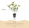 Green boutiQ - Haagplanten - Photnia fraseri Carre Rouge - Voir les images du produit 3
