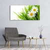 Acrylglasbilder 120x60 Wandbild Druck Gras Gänseblümchen Produktbild-Vorschau 3