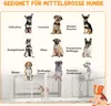 A collage of different dog breeds with their names in German, set against a light background with a decorative border. Produktbild-Vorschau
