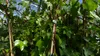4 Stück Efeu Pflanze Hedera helix 180 - 200 cm Pyramide Produktbild-Vorschau 5