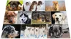 Tavola da scrittura per cani, cartone rivestito in morbido Anteprima dell’immagine prodotto 3