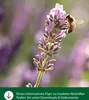 Dehner Natura Premium Insektenhotel Osmia, Insektenhaus / Produktbild-Vorschau 3