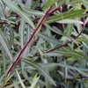 2 x Kogelwilg - Salix purpurea 'Nana' | 30-40 cm in pot Productafbeelding-voorbeeld 1